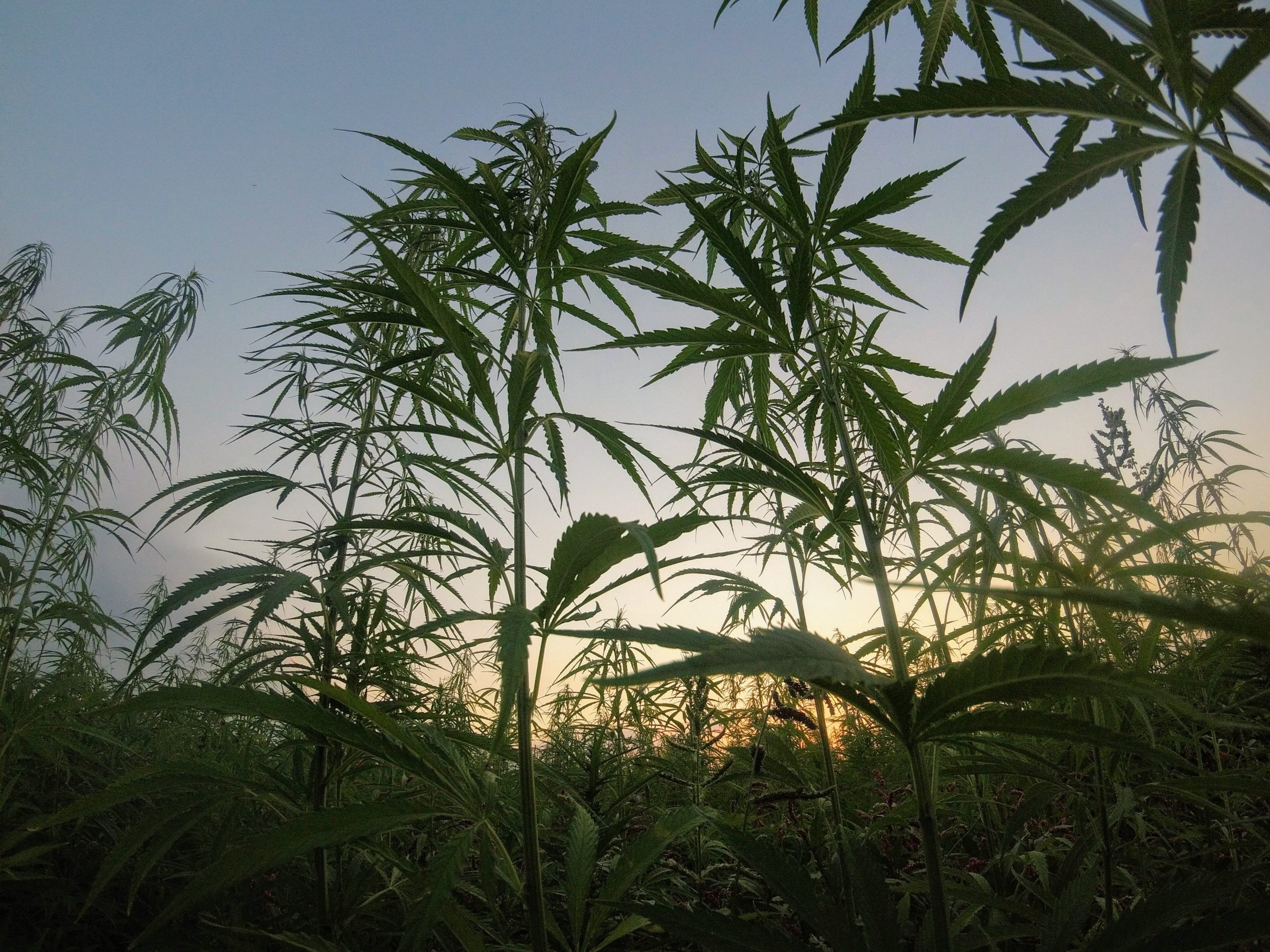 marijuana_plant_silhouette_against_sunset
